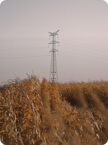 Power line over a golden wheat field